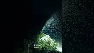 Мошкара летит на свет. Ночная рыбалка