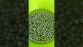 Посадил ещё ГОРОХА! Гороха много не бывает! #горох