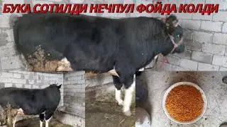 BUQA BOQISH DOSTIMNI BUQALARI SOTILDI NECHPUL FOYDA QOLDI 
