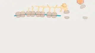 04 1 Biosynthesis dsDNA