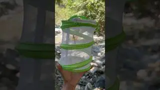 Dragon Flies and Fishes In River #shorts #kidsvideo #river #fun