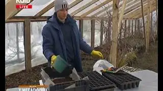 СІЄМО НАСІННЯ ТОМАТІВ НА РОЗСАДУ