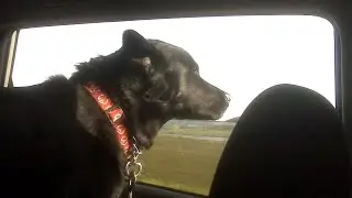 A Tribute To My Dog-Son Demitri