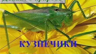 Детям о насекомых ❦ Сообщение о насекомом КУЗНЕЧИКЕ