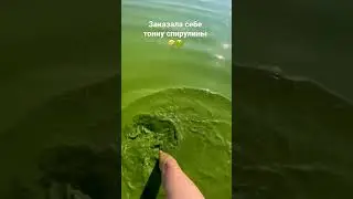 Спирулина для богатых! Хлорелла для слыбаков!