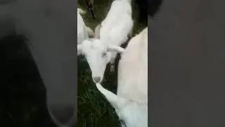 Семейная идиллия )
