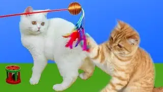 De Mest Populære Lekene Til Våre Katter