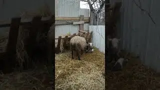 Романовские овцы, окот 2019 год февраль