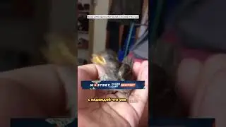 Мужчина СПАС ВОРОБУШКА В ПОСЛЕДНИЕ МИНУТЫ   Как ЭТО СЛУЧИЛОСЬ😳