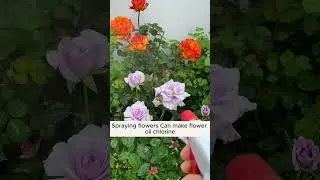 3 tips with baking powder  #garden #agriculture #plants