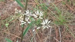 Palafoxia feayi Feay's Palafox