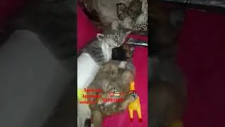 приют для Брошенных животных