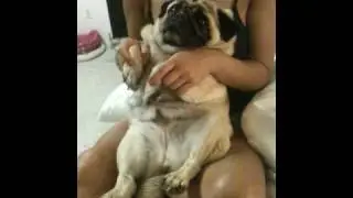 Fat Pug Party in my Tummy