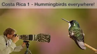 Costa Rica (1) - Photographing hummingbirds (my tips and tricks)