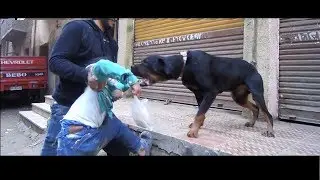 مقلب اشرس كلب روت ويلر في مصر والعالم كله في عيل صغير كان هيموت