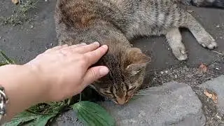 Почти цирковой кись