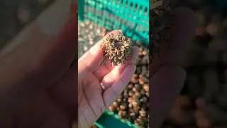 На просушке. Жизнь в Корее