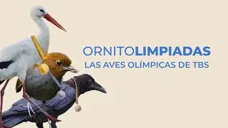 Juegos Olímpicos The Birders Show: aves que ganan medalla de oro