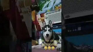 Husky Pup and Schweenie dont want to sleep yet