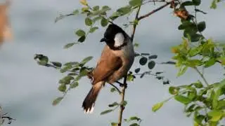 The White-cheeked Bulbul / રણ બુલબુલ / કનરા બુલબુલ