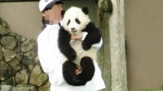 飼育員さんに反応して起きて、抱っこされて帰っていく姿が可愛すぎる結浜♪ Very very cute panda baby Yuihin♪ Return to home...