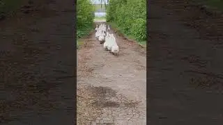 мамути