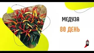 Перец Медуза на 80 день