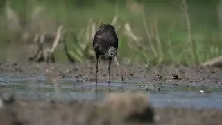מגלן אוכל דג לא שכיח ביצת פולג 2.9.2024 (Glossy Ibis Eating fish - (uncommon) Poleg Marsh 2.9.2024)