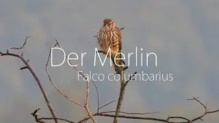 Der Merlin - ein kleiner schneller Jäger