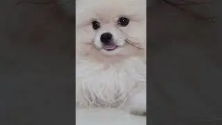 3 Month Old Pomeranian Spitz Puppy First Grooming | Look How Sweet He Is!