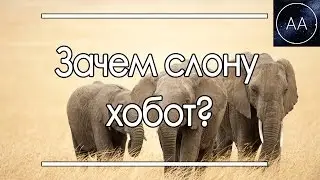 Хобот Слона | All About