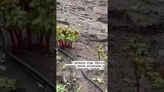 Когда пионы вылезли на 2 недели раньше, а обещают заморозки, будем укрывать, что делать 🙈