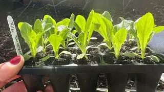 HOW TO TELL IF YOUR SEEDLING IS READY TO PLANT OUTSIDE