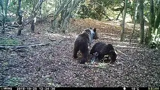 Video 11. Hembra de oso pardo y su prole