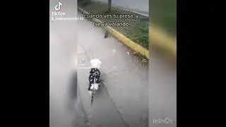 vaca y pollito 🤭