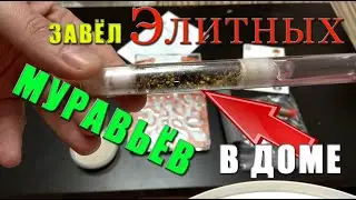 Самая ДЕШЕВАЯ Муравьиная Ферма Формикарий и Колония муравьев в ПОДАРОК