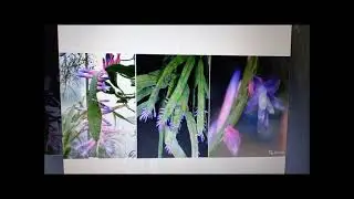 МОИ НОВИНКИ РИПСАЛИДОПСИСОВ! Вторая покупка на АВИТО.
