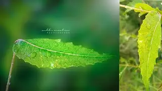 Pscc vs Lightroom editing photo background blur lnstagram photo editor