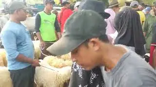 INDUKAN MULAI 1 JUTAAN!! Cek harga domba gibas di pasar kragan rembang Jawa Tengah