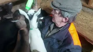 Козы большие и маленькие