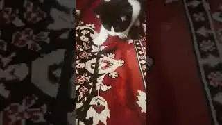 Я тебе поставлю лайк❤️