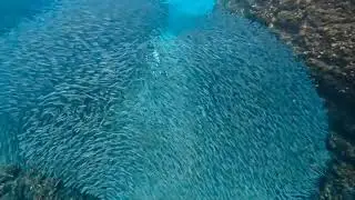 墾丁船帆石魚群風暴，被魚群吞噬了！