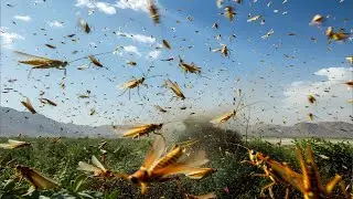How Locusts Evolved to Swarm