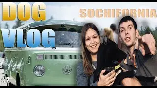 SOCHIFORNIA VLOG/Пропали хаски/Чипирование