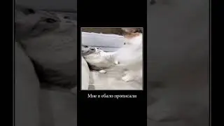 рил 