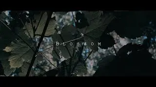 AK - Blossom