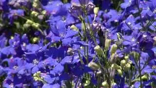 Diamonds Blue delphinium, true blue Super Plant