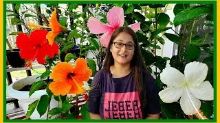 How to Care Hibiscus Plant | Get maximum flower in hibiscus| 