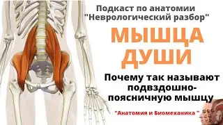 Подвздошно поясничная мышца. Почему её называют 