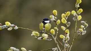 🌿🌿🌿21 МАРТА-ВЕРБОНОСИЦА, ДЕНЬ ВЕСЕННЕГО РАВНОДЕНСТВИЯ. КРАСИВАЯ МУЗЫКА ДЛЯ ДУШИ.🌿🌿🌿